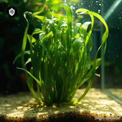 Trichostigma Peruvianum sugar spheres in pellet form for energetic homeopathic (nonmedical) dry presentation and storage