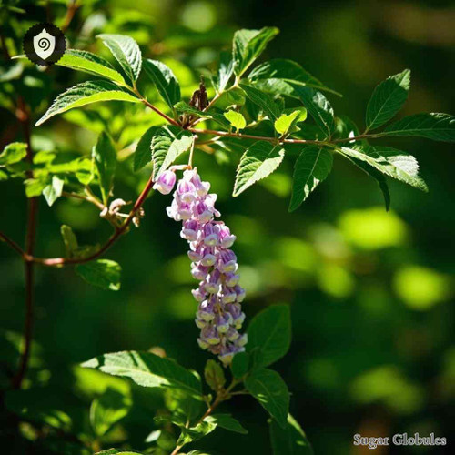 Triosteum Perfoliatum sugar granules in uniform orb form for energetic homeopathic (nonmedical) dry-form presentation