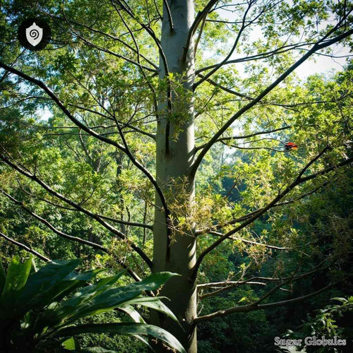 Triplaris Peruviana sugar spheres in dry-format orbs for energetic homeopathic (nonmedical) physical presentation and storage