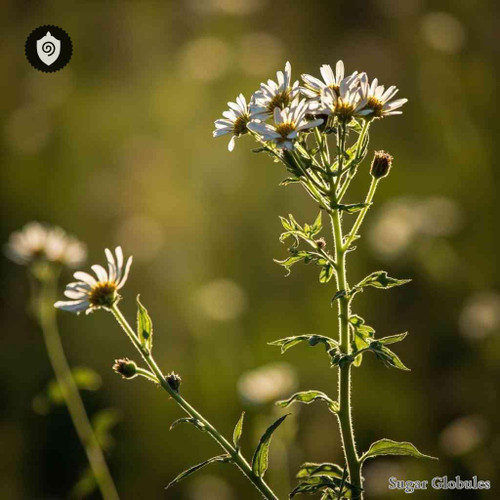 Tripleurospermum Inodorum sugar granules in orb form for energetic homeopathic (nonmedical) dry-format presentation