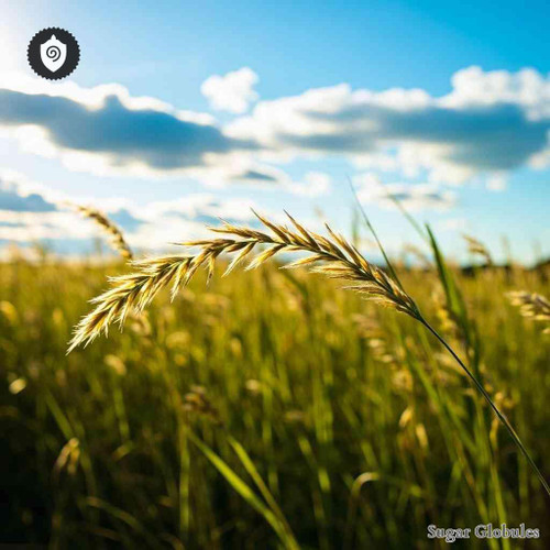 Trisetum Flavescens sugar spheres in compact orb form for energetic homeopathic (nonmedical) dry-form presentation and storage