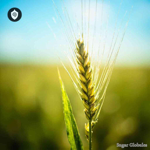 Triticum Aestivum sugar spheres in uniform orb format for energetic homeopathic (nonmedical) dry-form presentation and storage