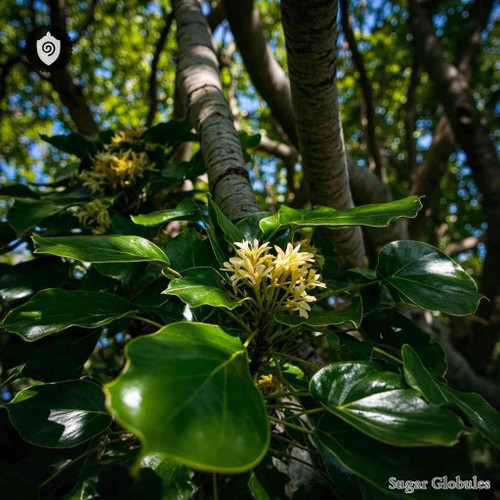 Trochodendron Aralioides sugar granules presented in uniform orb format for energetic homeopathic (nonmedical) dry-form storage