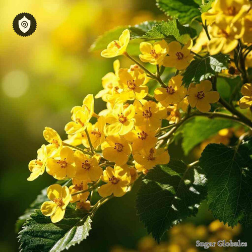 Turnera Ulmifolia sugar spheres in pellet format for energetic homeopathic (nonmedical) physical remedy display and dry storage