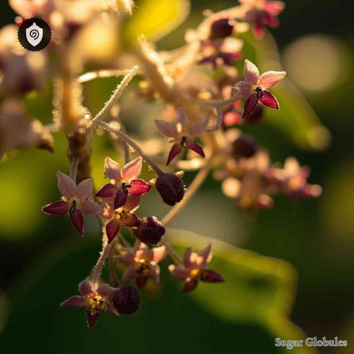 Uncarina Stellulifera sugar spheres in uniform orb form for energetic homeopathic (nonmedical) dry product presentation and storage