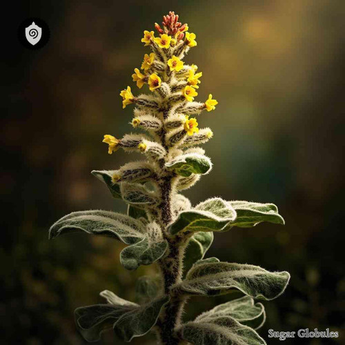 Verbascum Floccosum sugar spheres in granular form for energetic homeopathic (nonmedical) pellet presentation and storage