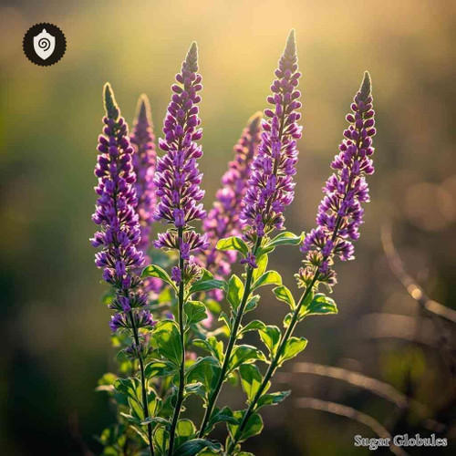 Verbena Bonariensis sugar spheres in pellet form for energetic homeopathic (nonmedical) dry-form presentation and storage