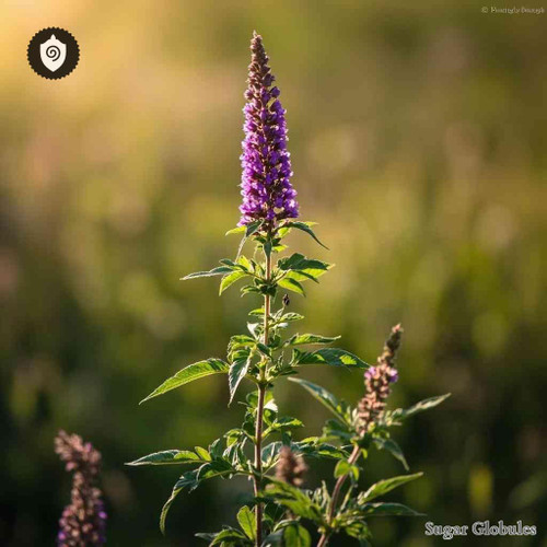 Verbena Hastata sugar spheres in uniform orb form for energetic homeopathic (nonmedical) dry-form presentation and physical remedy use