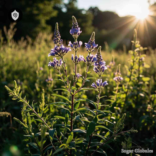 Vernonia Anthelmintica sugar spheres in compact granule format, ideal for energetic homeopathic (nonmedical) dry-form presentation