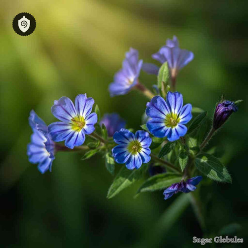 Veronica Chamaedrys sugar spheres in compact orb form for energetic homeopathic (nonmedical) dry-format product presentation