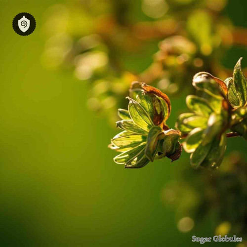 Vesicaria Communis sugar spheres in precise orb form for energetic homeopathic (nonmedical) dry-form presentation and storage