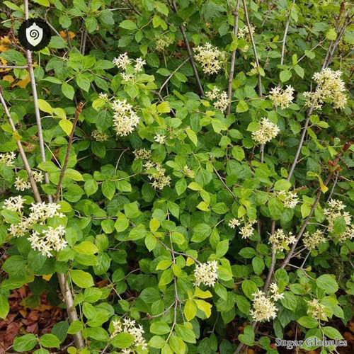 Viburnum Dentatum sugar spheres in uniform orb form for energetic homeopathic (nonmedical) dry-form presentation and physical display