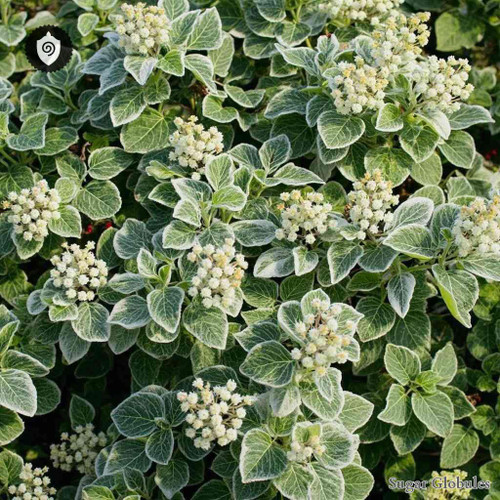 Viburnum Lantana sugar spheres in spherical granule form for energetic homeopathic (nonmedical) dry-form presentation