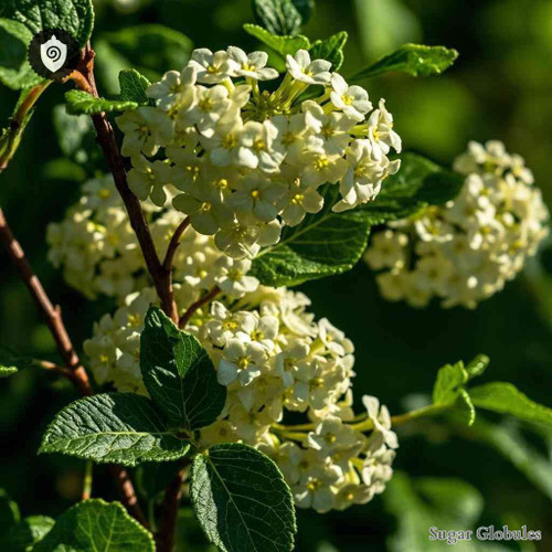 Viburnum Prunifolium sugar spheres in pellet form for energetic homeopathic (nonmedical) dry storage and physical format presentation