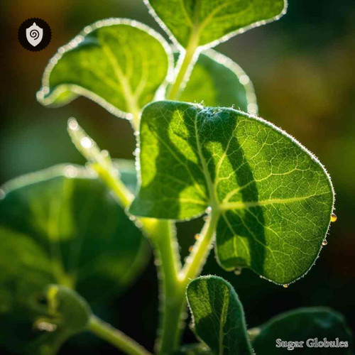 Vicia Faba sugar granules in uniform orb format for energetic homeopathic (nonmedical) dry-form presentation and dosing consistency