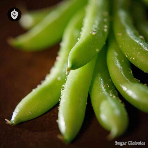 Vigna Radiata sugar granules in pellet form for energetic homeopathic (nonmedical) dry-form presentation and storage