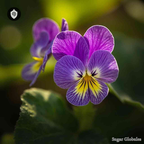 Viola Pedata sugar spheres in consistent orb format for energetic homeopathic (nonmedical) physical remedy presentation