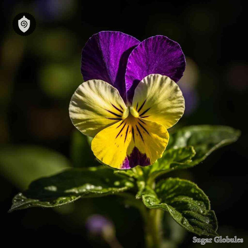 Viola Tricolor sugar spheres in uniform orb format for energetic homeopathic (nonmedical) dry-form presentation