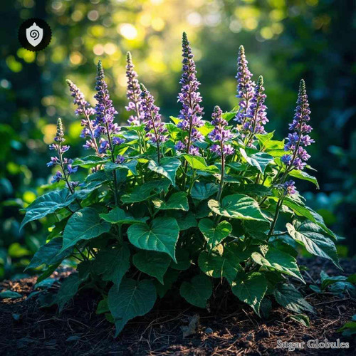 Vitex Trifolia sugar spheres in precise orb format for energetic homeopathic (nonmedical) dry-form presentation and storage