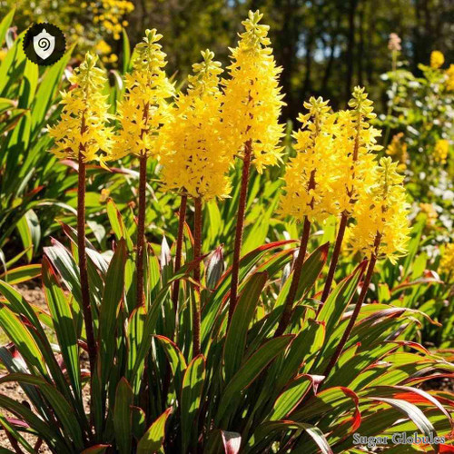 Wachendorfia Thyrsiflora sugar spheres in compact orb form for energetic homeopathic (nonmedical) dry-form presentation