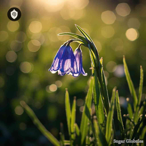 Wahlenbergia Capensis sugar granules in spherical form for energetic homeopathic (nonmedical) presentation and dry storage solution