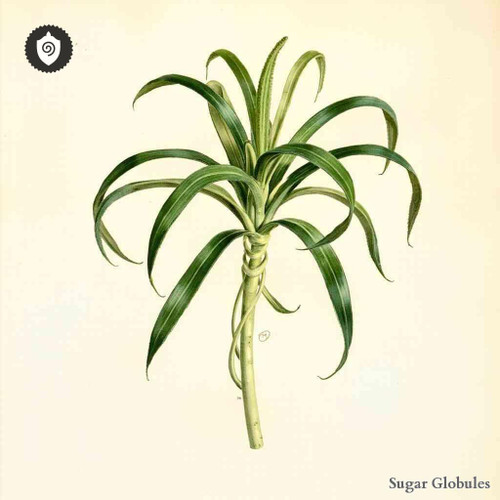 Willoughbya Setigera sugar granules in pellet form, uniform size for energetic homeopathic (nonmedical) dry storage and presentation