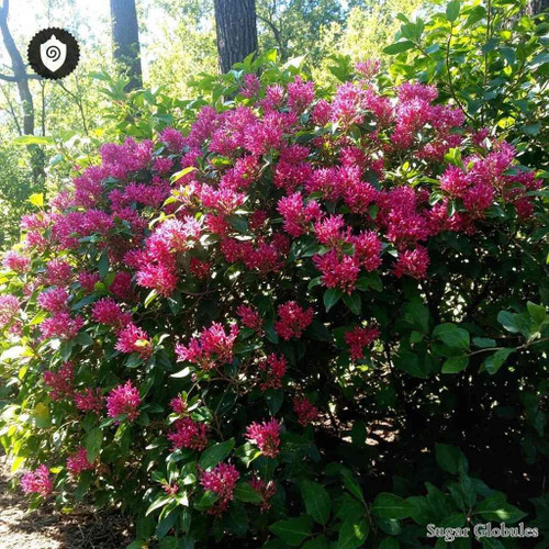 Woodfordia Fruticosa sugar spheres in granulated orb format for energetic homeopathic (nonmedical) dry-form presentation