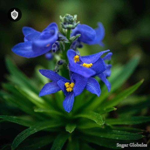 Wulfenia Carinthiaca sugar spheres in precise orb format for energetic homeopathic (nonmedical) dry-form presentation