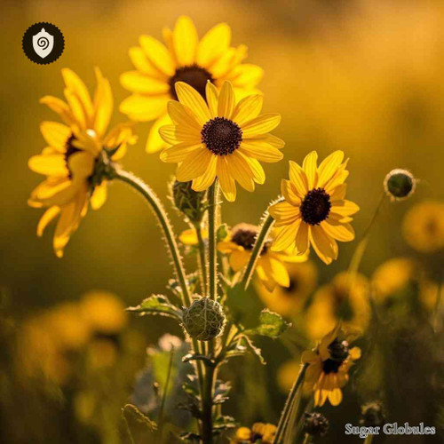 Wyethia Helenoides sugar spheres in uniform pellet form for energetic homeopathic (nonmedical) dry-form presentation and storage