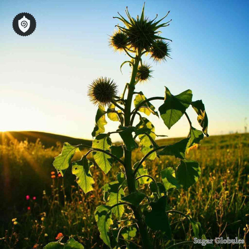 Xanthium Strumarium sugar spheres uniform in size for energetic homeopathic (nonmedical) dry-form storage and presentation