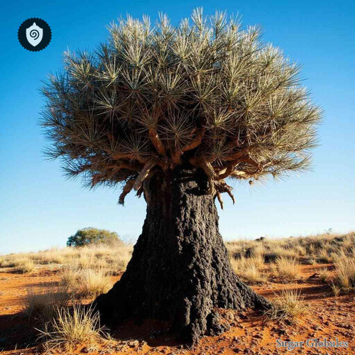 Xanthorrhoea Arborea sugar spheres in uniform orb form for energetic homeopathic (nonmedical) dry-form physical presentation