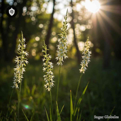 Xerophyllum Asphodeloides sugar spheres in precise orb format for energetic homeopathic (nonmedical) dry-form presentation