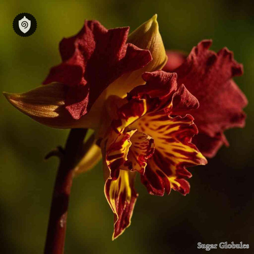 Xylobium Elatum sugar granules in uniform orb form for energetic homeopathic (nonmedical) solid presentation and dry storage