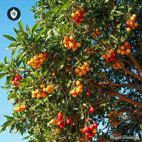 Ziziphus Mauritiana sugar granules in consistent orb form for energetic homeopathic (nonmedical) remedy presentation