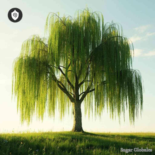 Willow sugar spheres in compact orb format for energetic homeopathic (nonmedical) dry-form presentation and storage