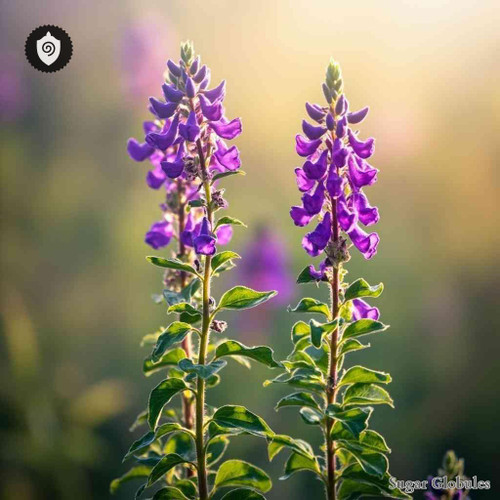 Tufted Vetch sugar spheres in precise granule form for standardized energetic homeopathic (nonmedical) physical remedy presentation