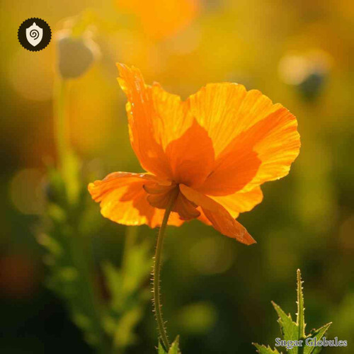 Welsh Poppy sugar granules in spherical form for energetic homeopathic (nonmedical) dry-form presentation and storage