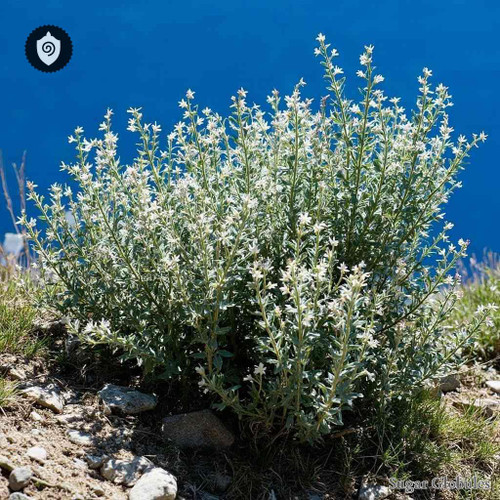 Alpine Mint Bush sugar spheres in compact spherical form for energetic homeopathic (nonmedical) dry product presentation