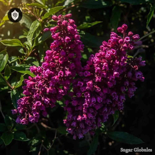 Boronia sugar spheres in pellet form, uniform size for energetic homeopathic (nonmedical) dry-form presentation and dosing