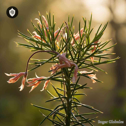 Dagger Hakea sugar spheres in uniform orb format for energetic homeopathic (nonmedical) dry-form presentation and storage