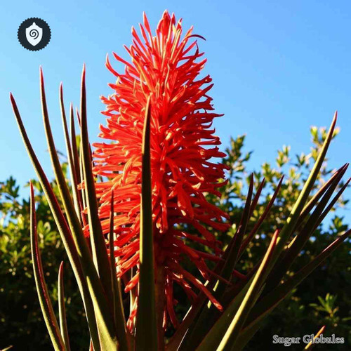 Gymea Lily sugar granules in compact orb form for energetic homeopathic (nonmedical) dry storage and physical remedy presentation
