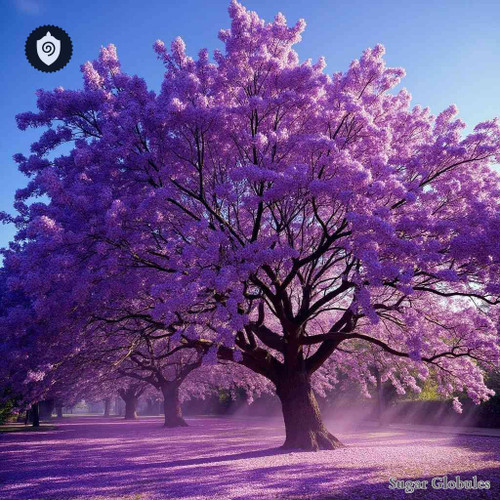 Jacaranda sugar spheres in uniform orb format for energetic homeopathic (nonmedical) dry-form presentation and storage