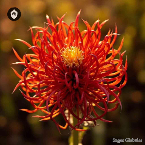 Red Grevillea sugar spheres in precise pellet form suitable for energetic homeopathic (nonmedical) dry-form presentation