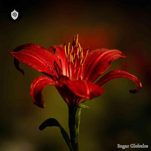 Red Lily sugar spheres in uniform granule format for energetic homeopathic (nonmedical) dry-form presentation and storage