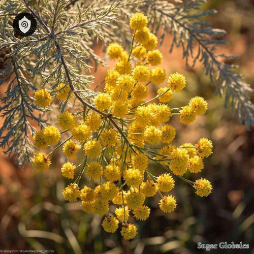 Shinshine Wattle sugar orbs in uniform spherical format for energetic homeopathic (nonmedical) dry-form presentation