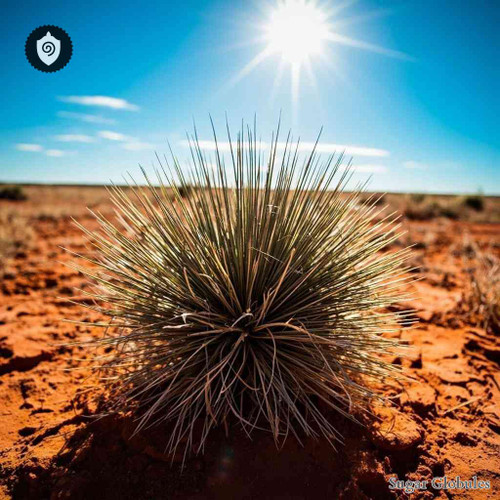 Spinifex sugar spheres in compact, uniform pellet form for energetic homeopathic (nonmedical) product display and dry storage