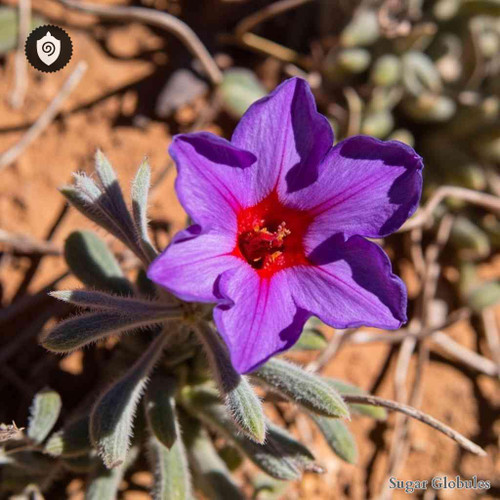 Sturt Desert Rose sugar spheres in consistent orb format for energetic homeopathic (nonmedical) dry-form packaging