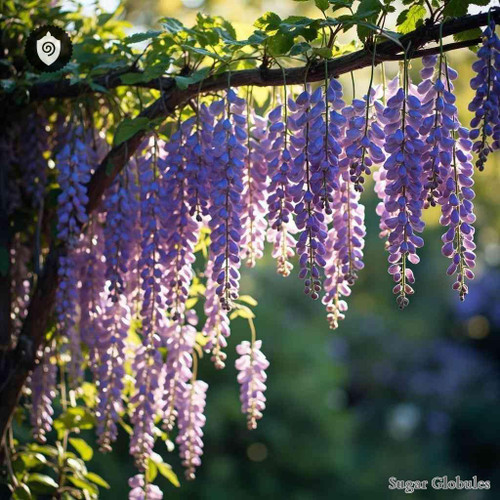 Wisteria sugar spheres in pellet format for energetic homeopathic (nonmedical) dry-form presentation and standardized physical storage