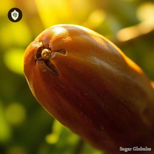 Carob sugar orbs in round pellet form for energetic homeopathic (nonmedical) physical presentation and dry granule storage