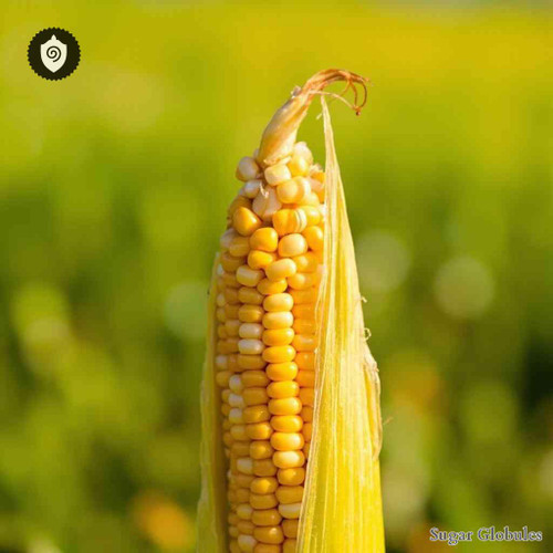 Corn sugar spheres in uniform granule format for energetic homeopathic (nonmedical) dry storage and precise physical presentation